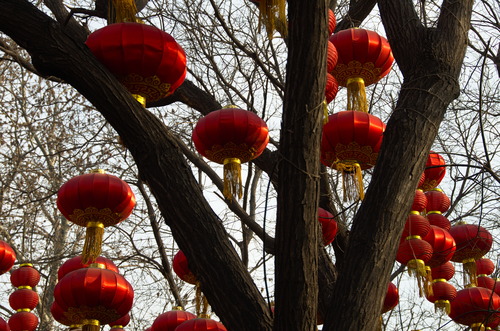 chinesische Lampions in Bäumen aufgehangen