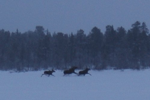 Elche rennen über Schnee in Lappland