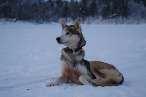 Schlittenhund sitzend im Schnee