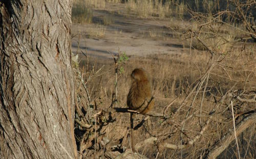 Affe im Tarangire Nationalpark, Tansania