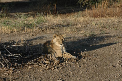 Löwe im Tarangire Nationalpark